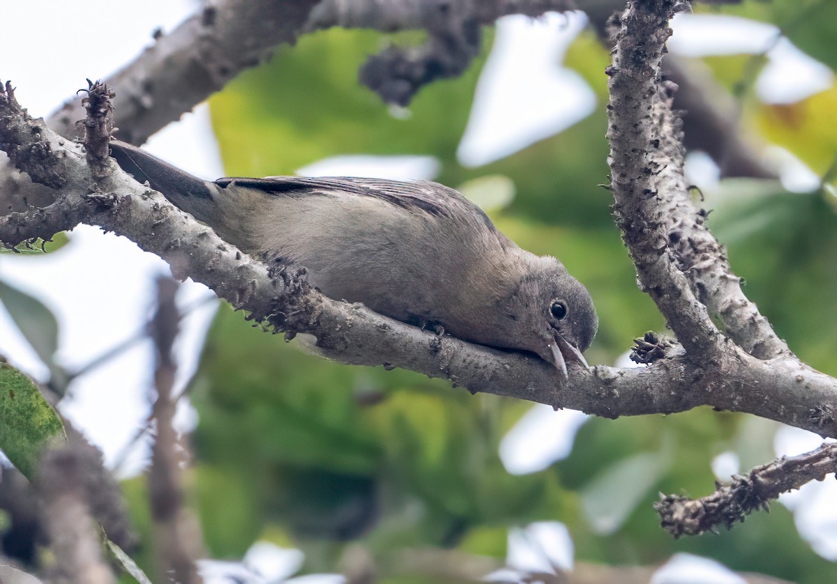 Virginia's Warbler - ML643154270