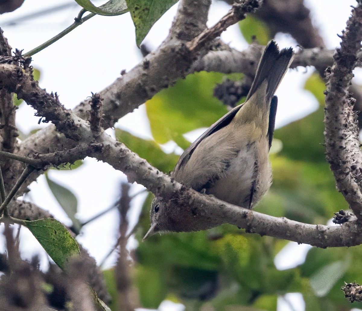 Virginia's Warbler - ML643154272