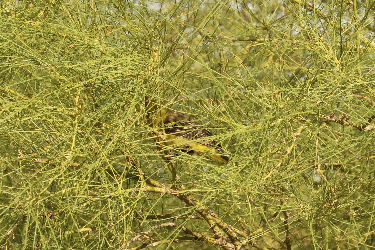 Western Tanager - ML643154273