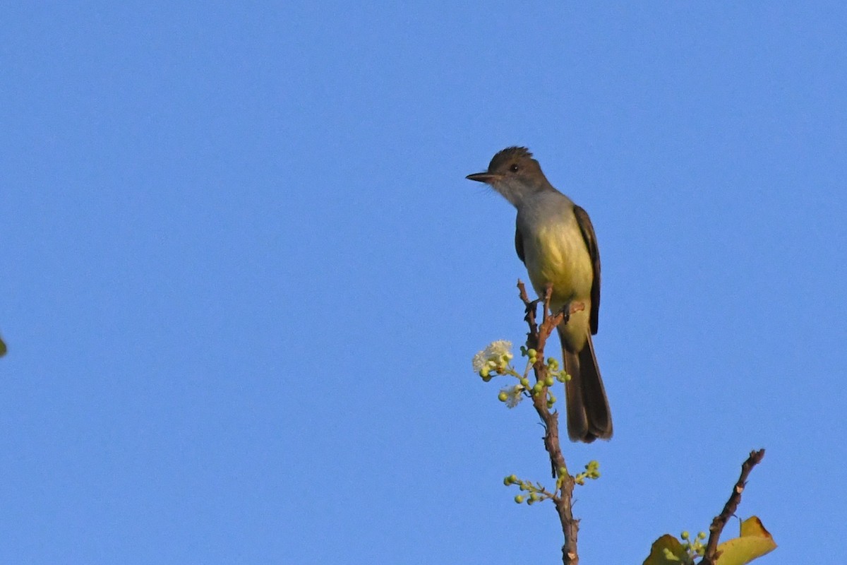 Myiarchus sp. - ML643154286