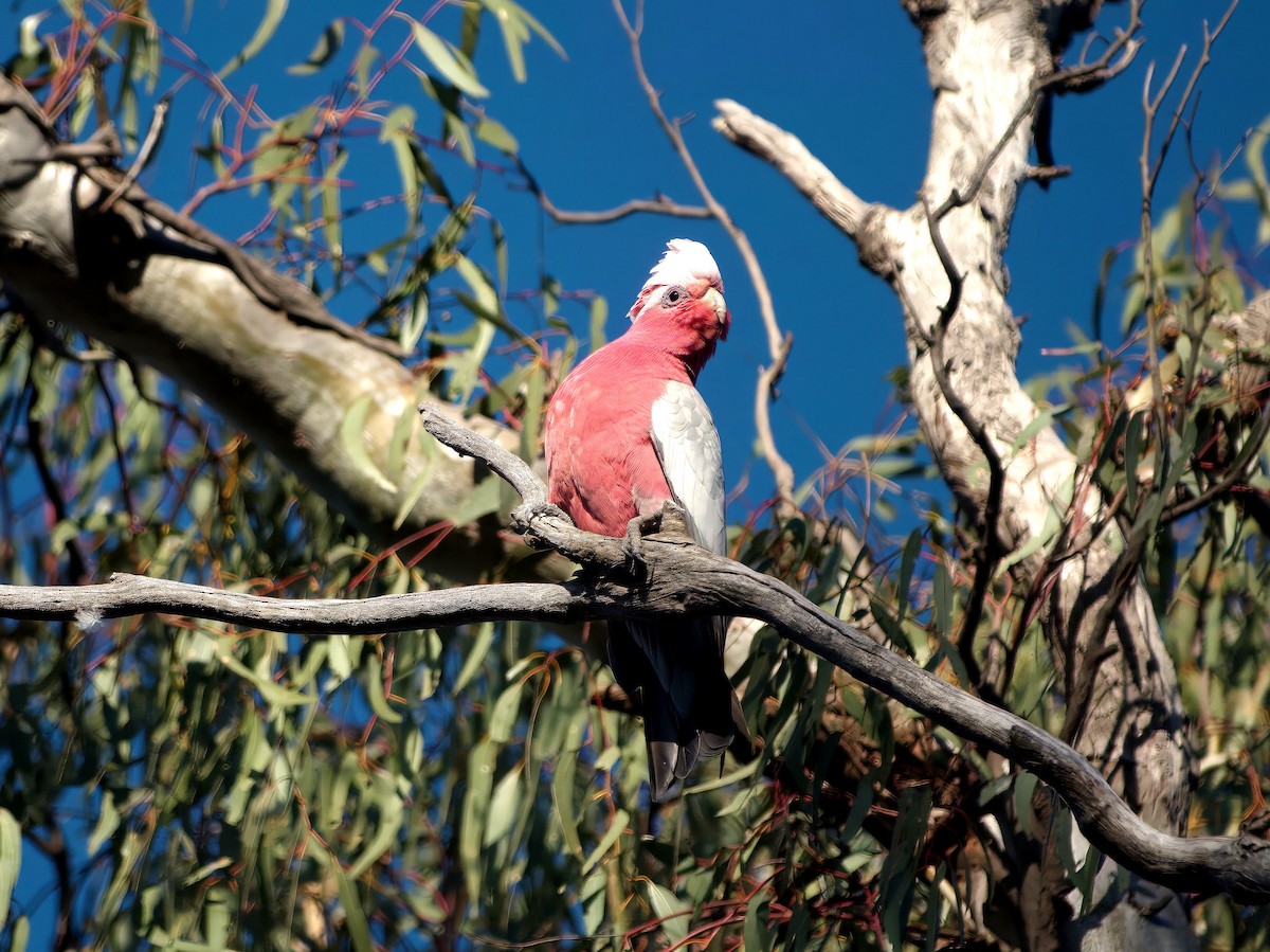 Galah - ML643154289