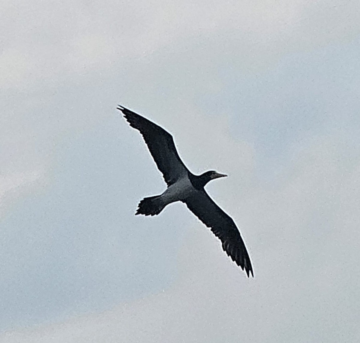 Brown Booby - ML643154344
