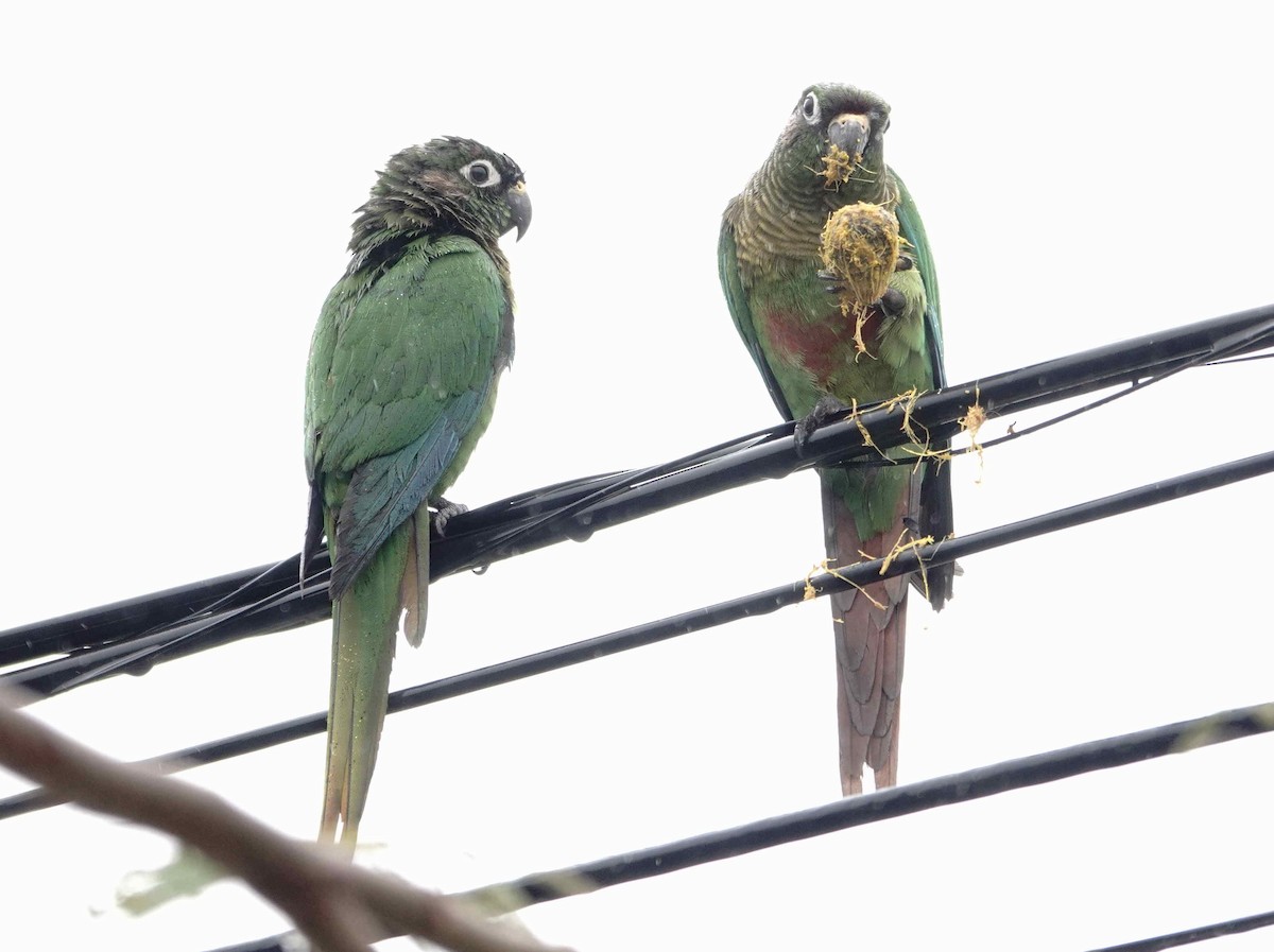Maroon-bellied Parakeet - ML643154356