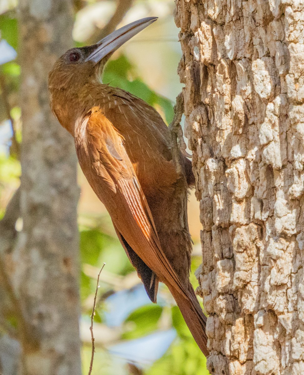 Great Rufous Woodcreeper - ML643154358