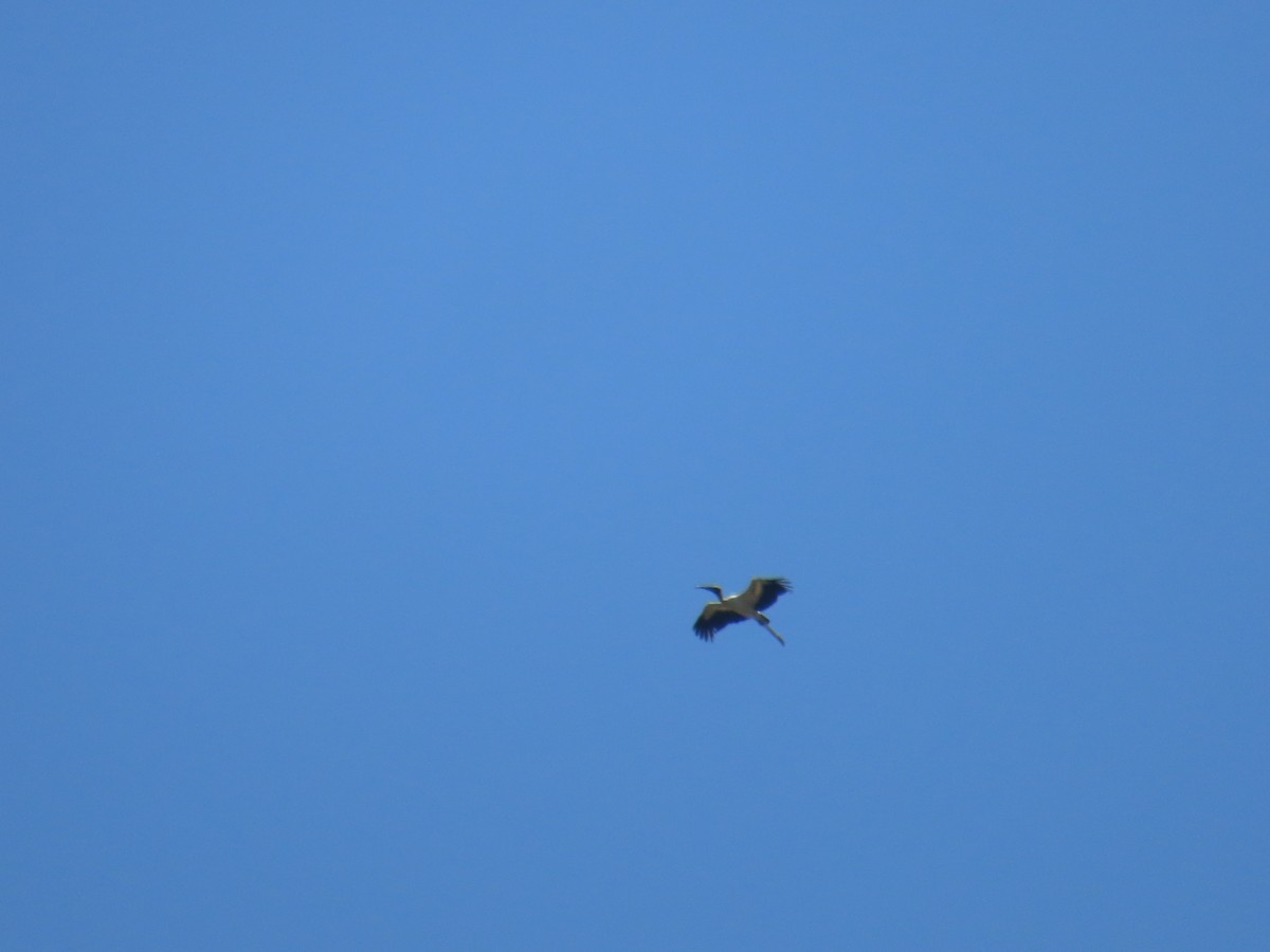 Wood Stork - ML643154361