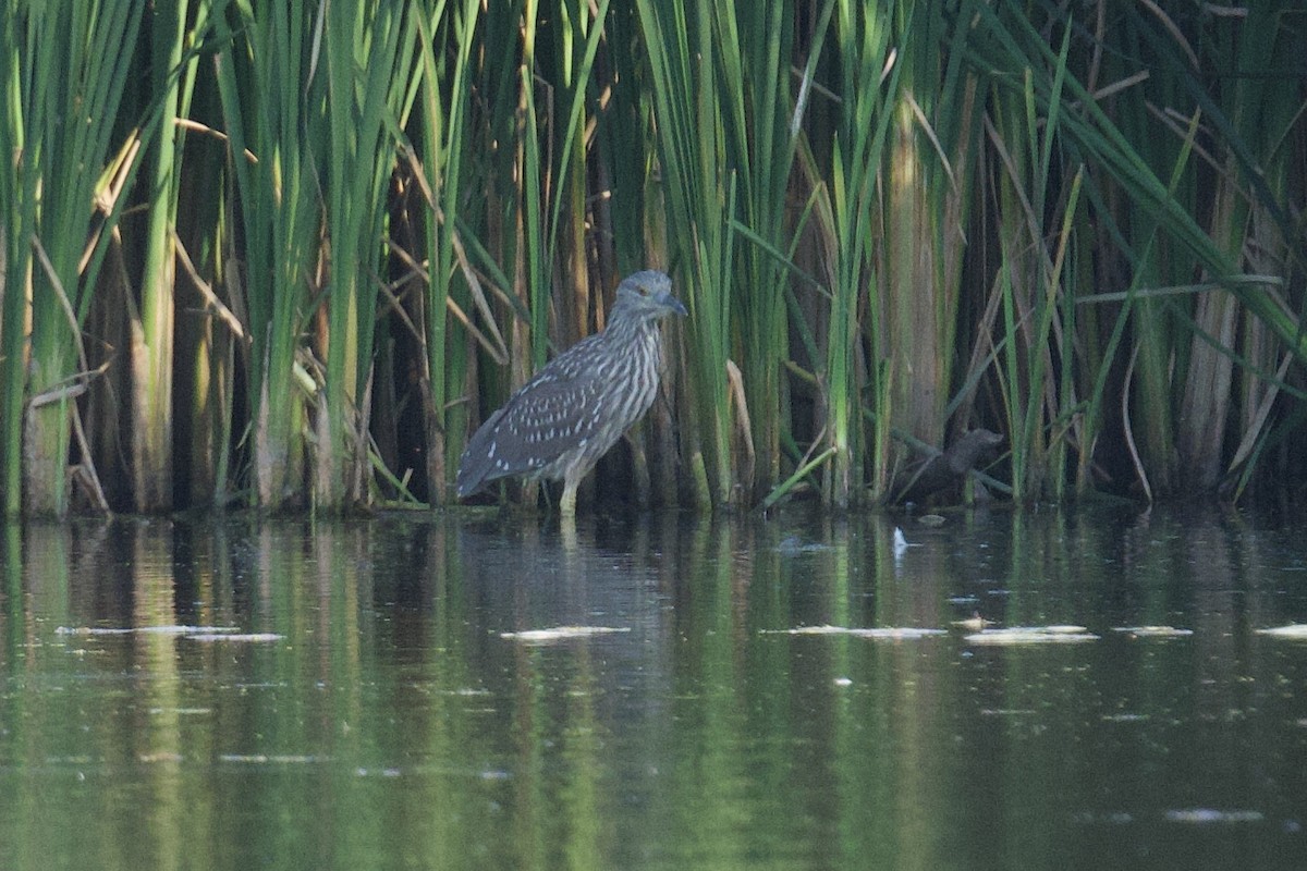 Black-crowned Night Heron - ML643154420