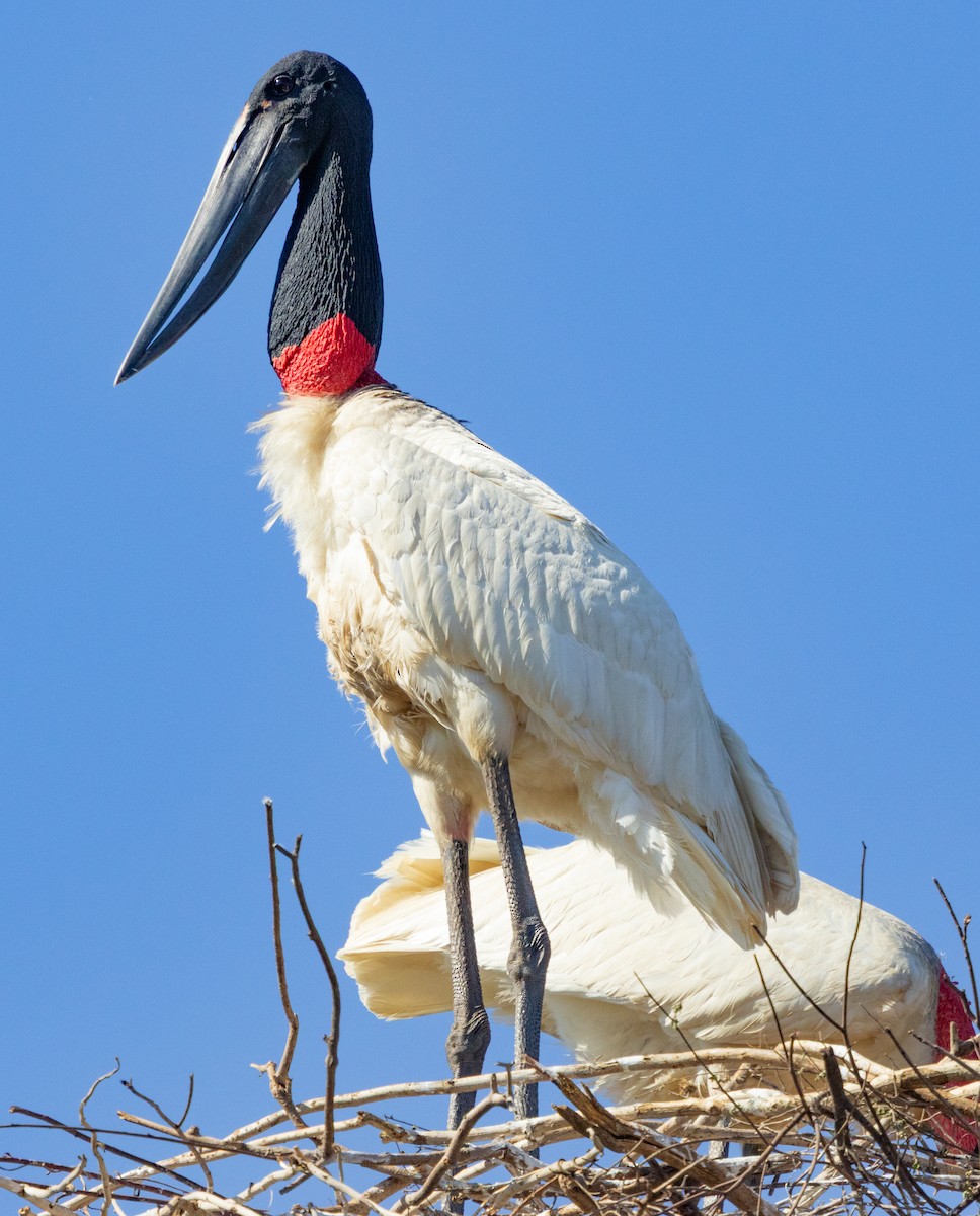 jabirustork - ML643154440