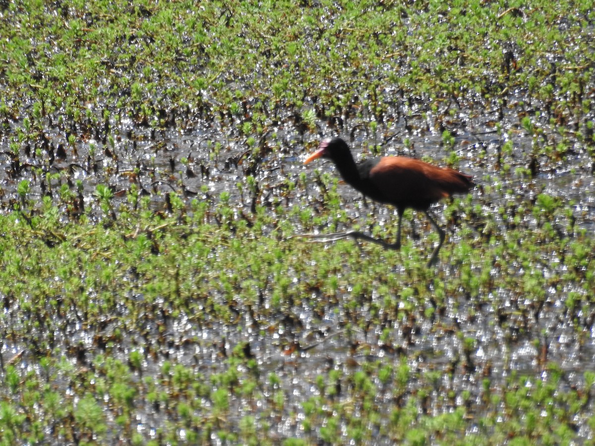 Wattled Jacana - ML643154443