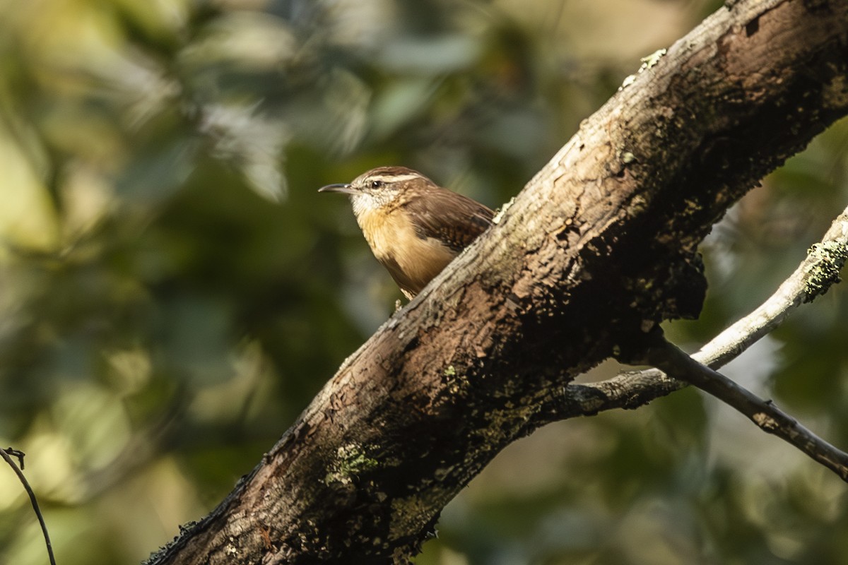 Carolina Wren - ML643154450