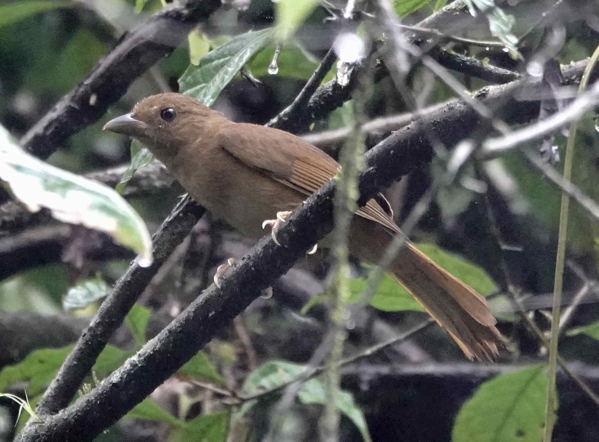 Red-crowned Ant-Tanager - ML643154460