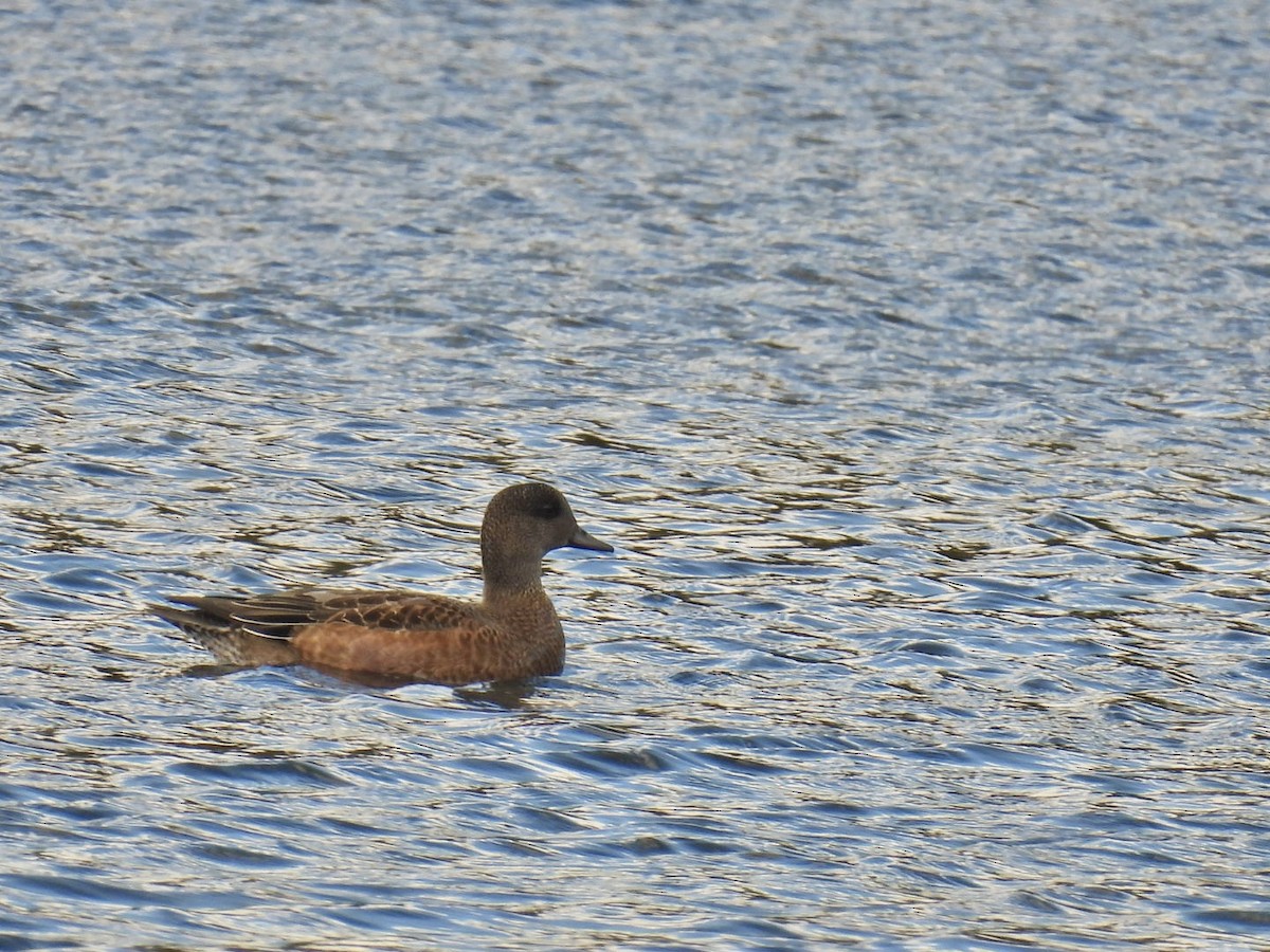 American Wigeon - ML643154469