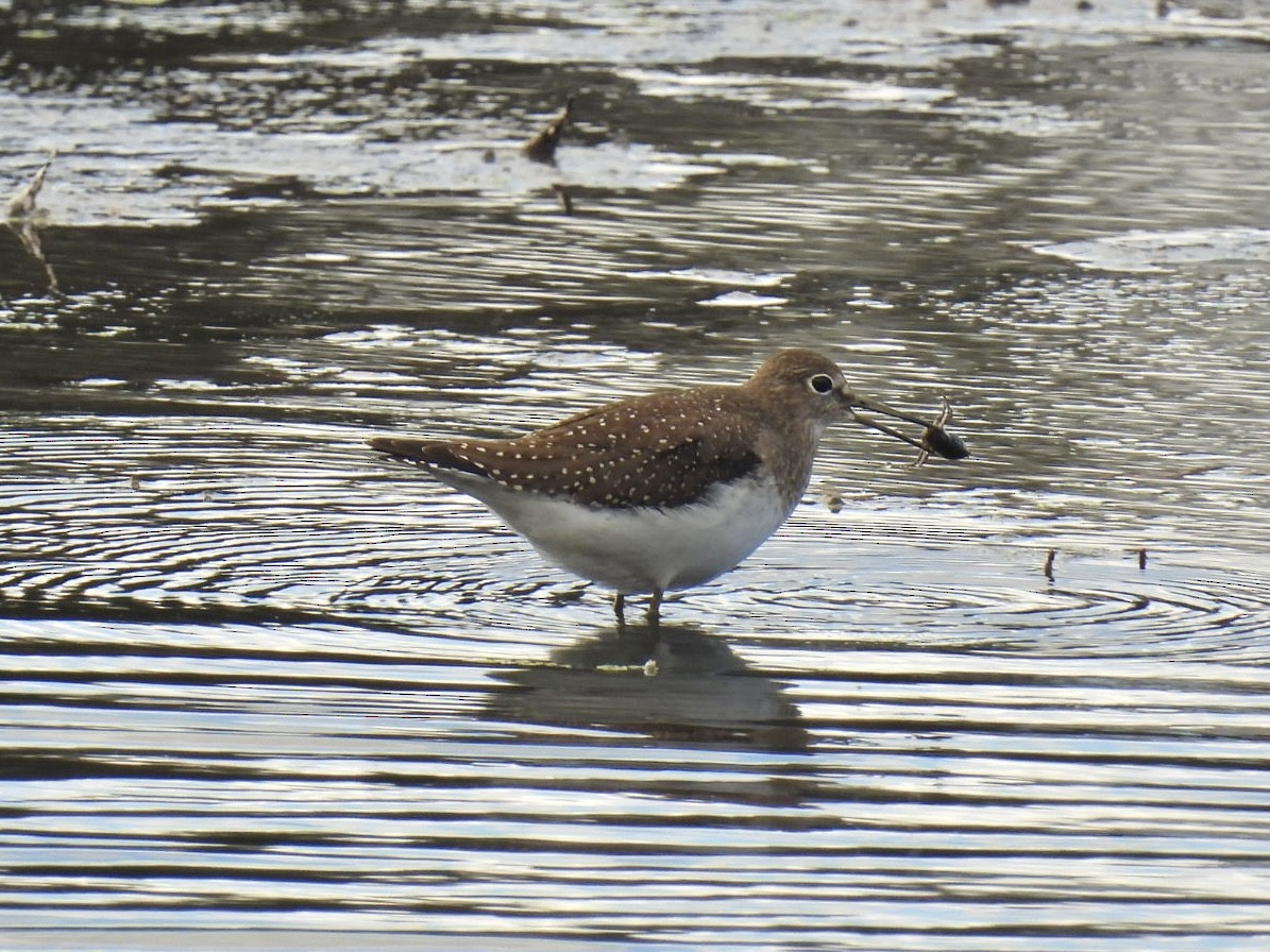 Solitary Sandpiper - ML643154480
