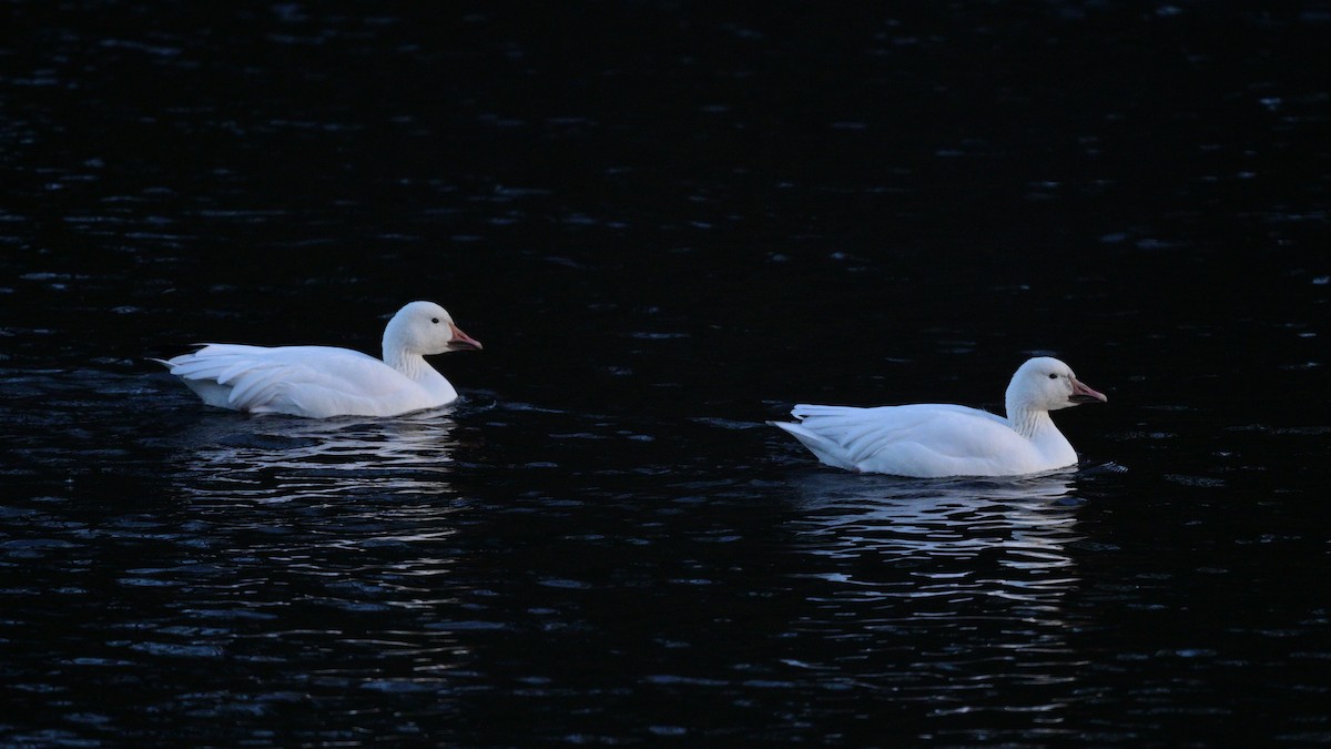 Snow Goose - ML643154482