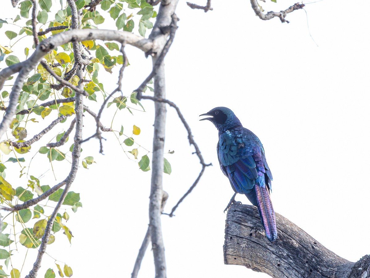 Burchell's Starling - ML643154498