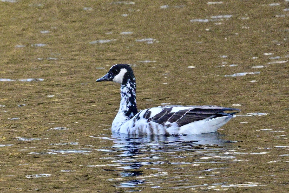 Canada Goose - ML643154501