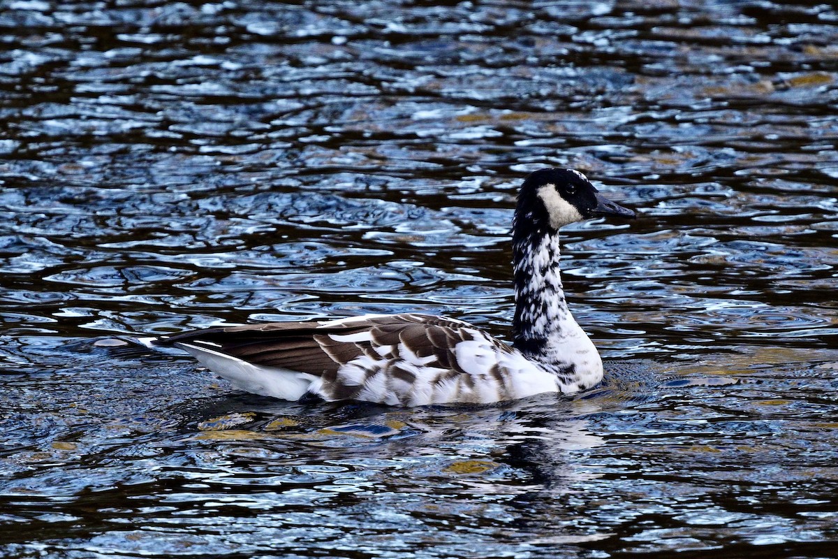 Canada Goose - ML643154502