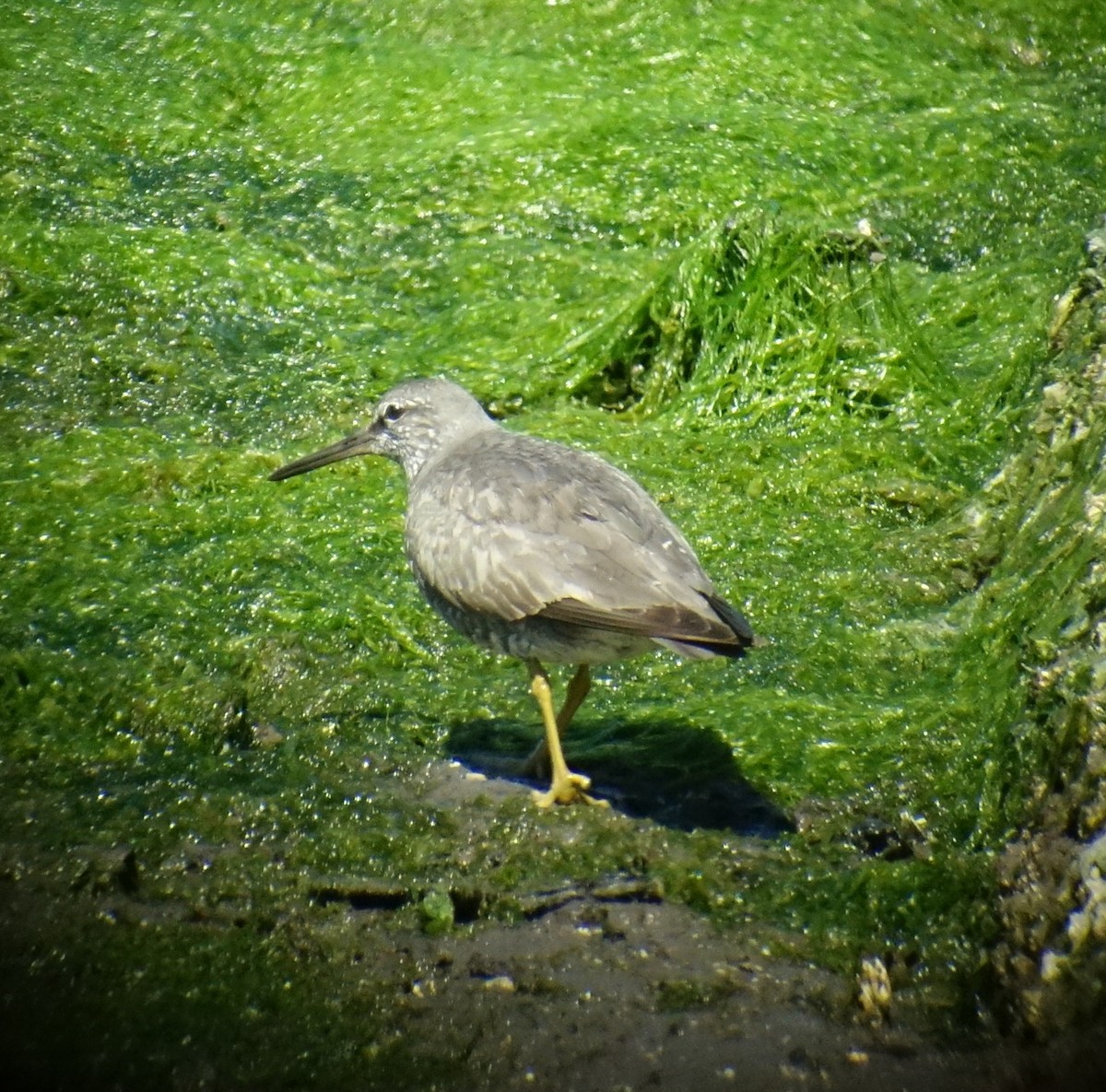 Wandering Tattler - ML64315451