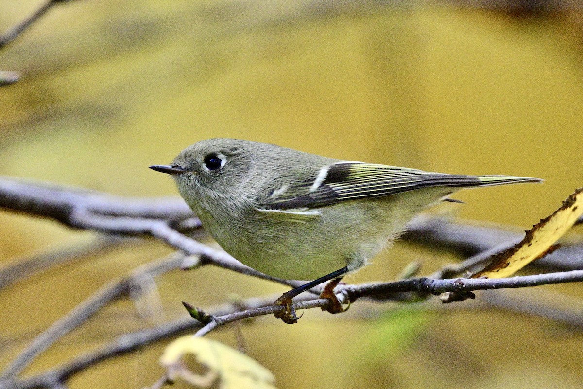 Ruby-crowned Kinglet - ML643154518