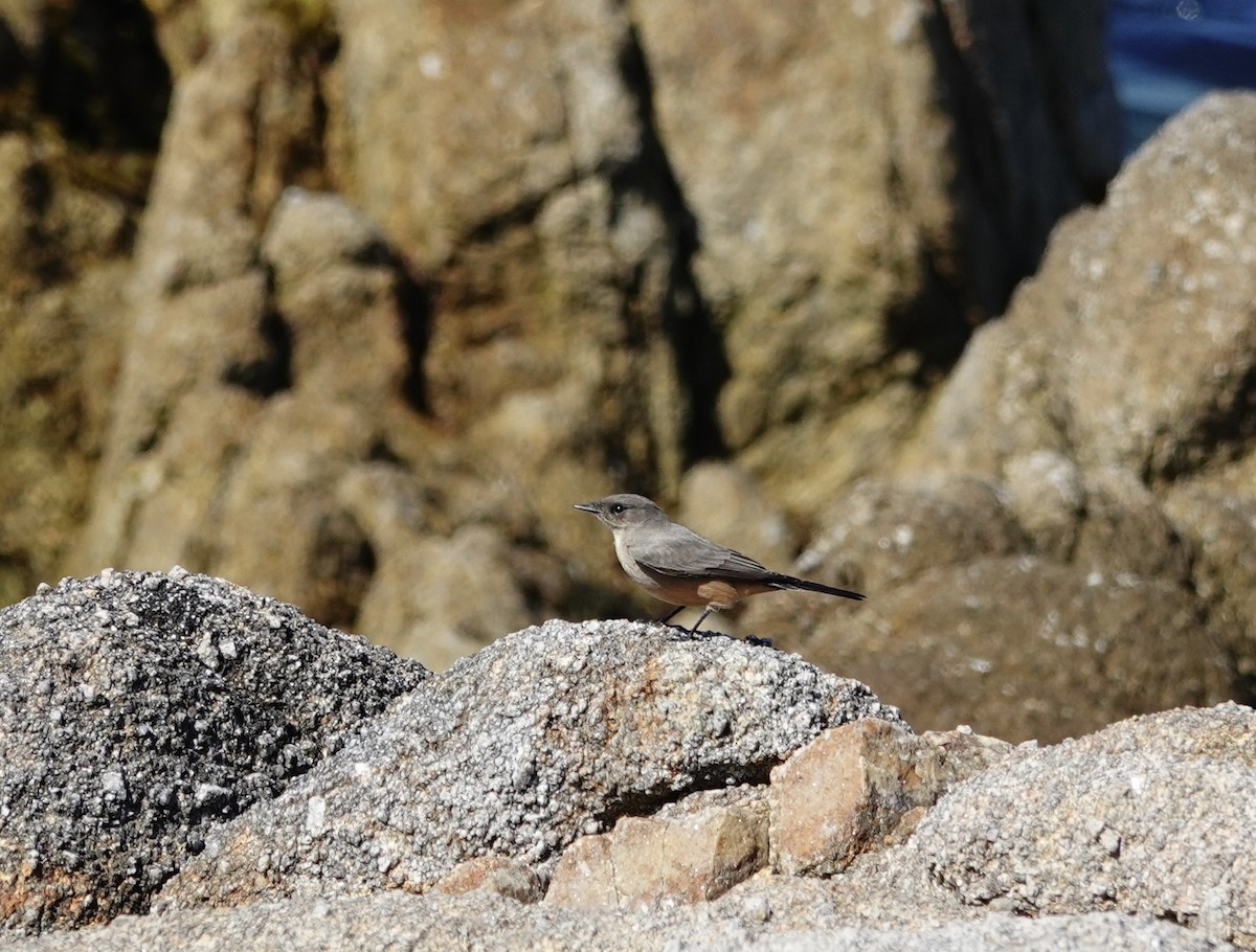 Say's Phoebe - ML643154522