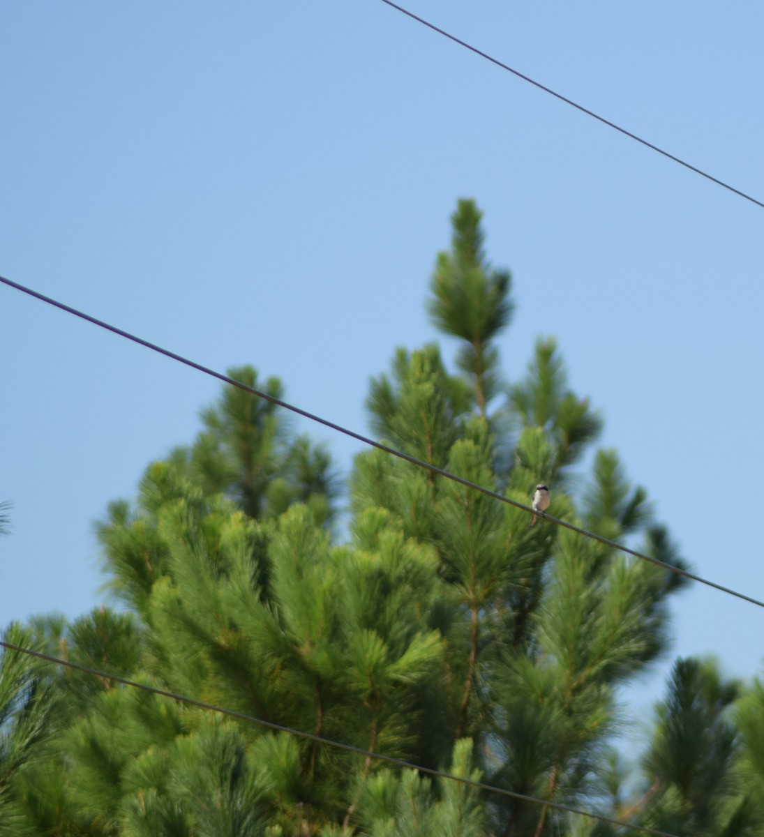 Loggerhead Shrike - ML643154619