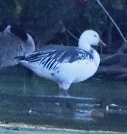 Snow Goose - ML643154629