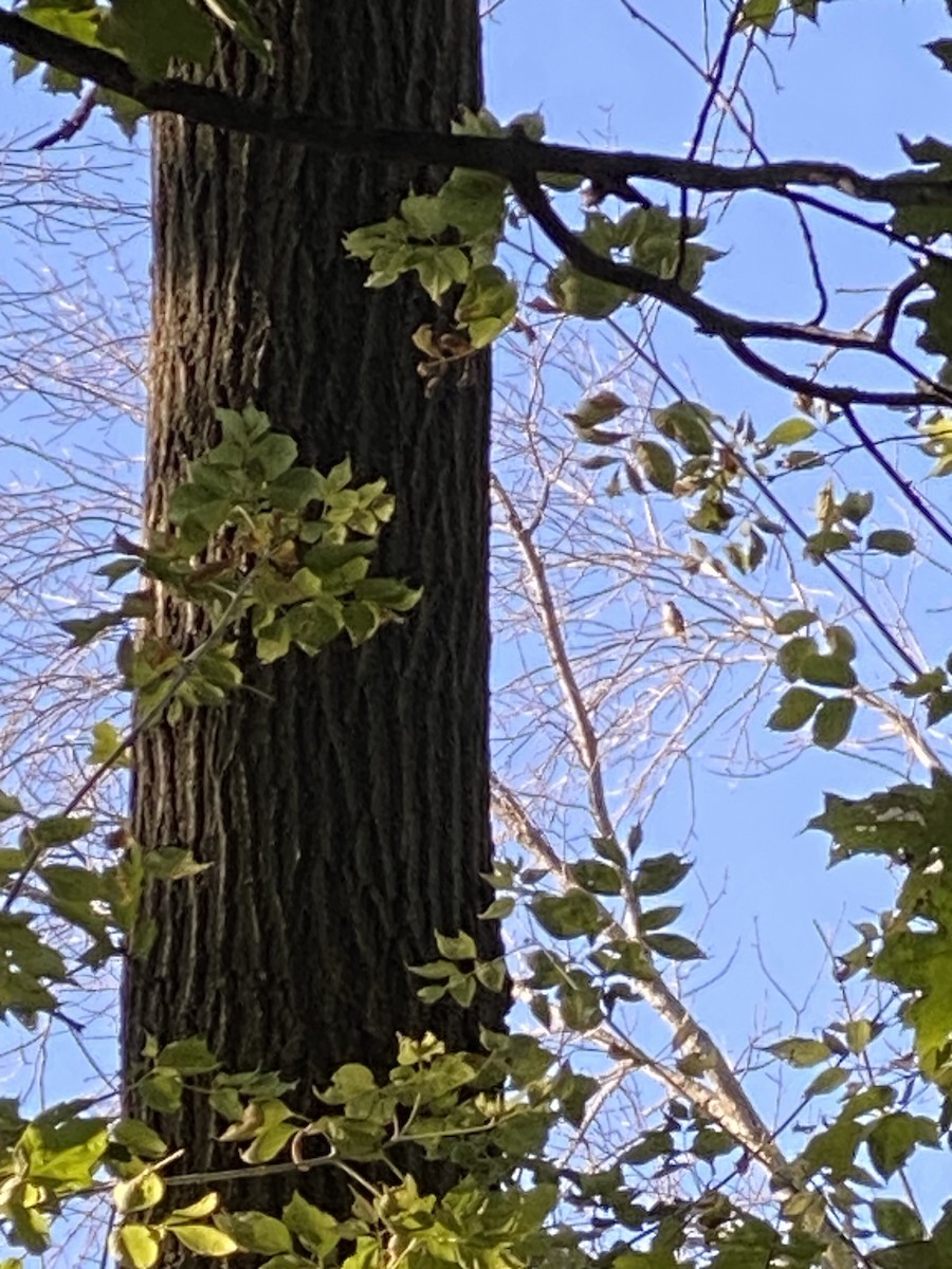 dřemlík tundrový - ML643154634