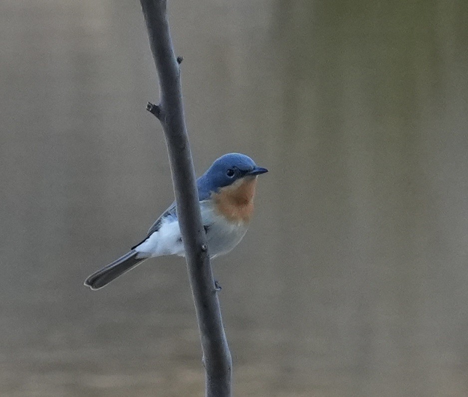 Leaden Flycatcher - ML643154646