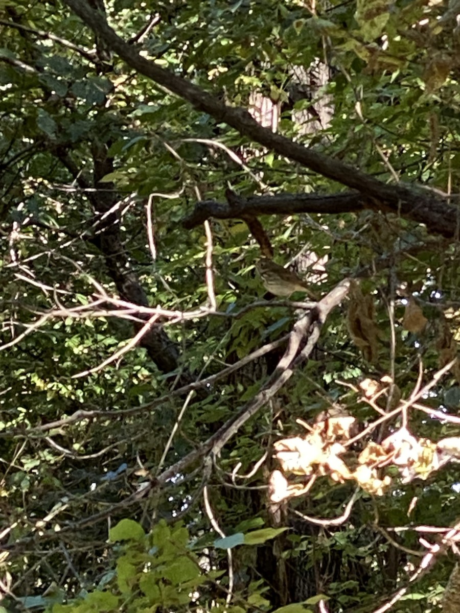 drozd rezavoocasý - ML643154647