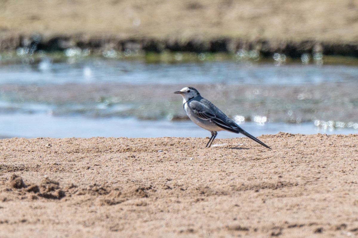 Хөх цэгцгий - ML643154675