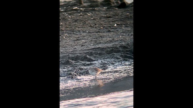 Dunlin - ML643154679