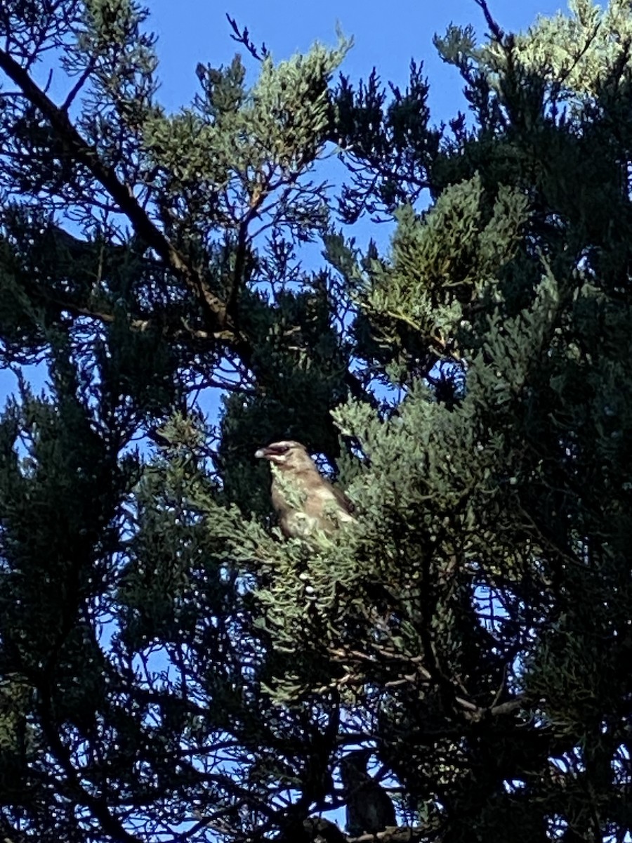 brkoslav americký - ML643154687