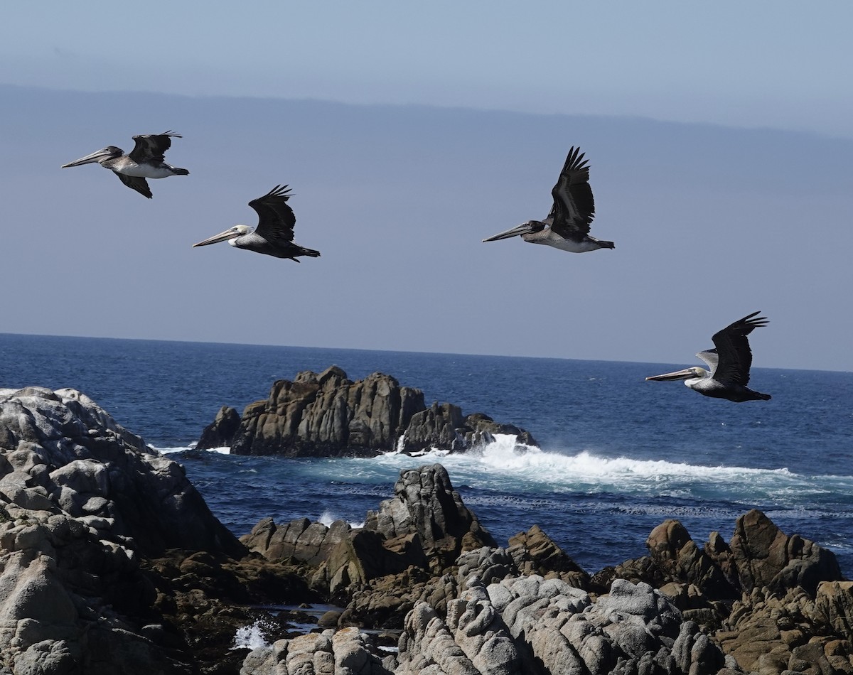 Brown Pelican - ML643154691