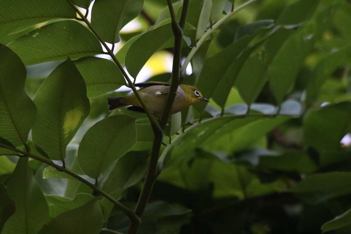 Swinhoe's White-eye - ML643154708