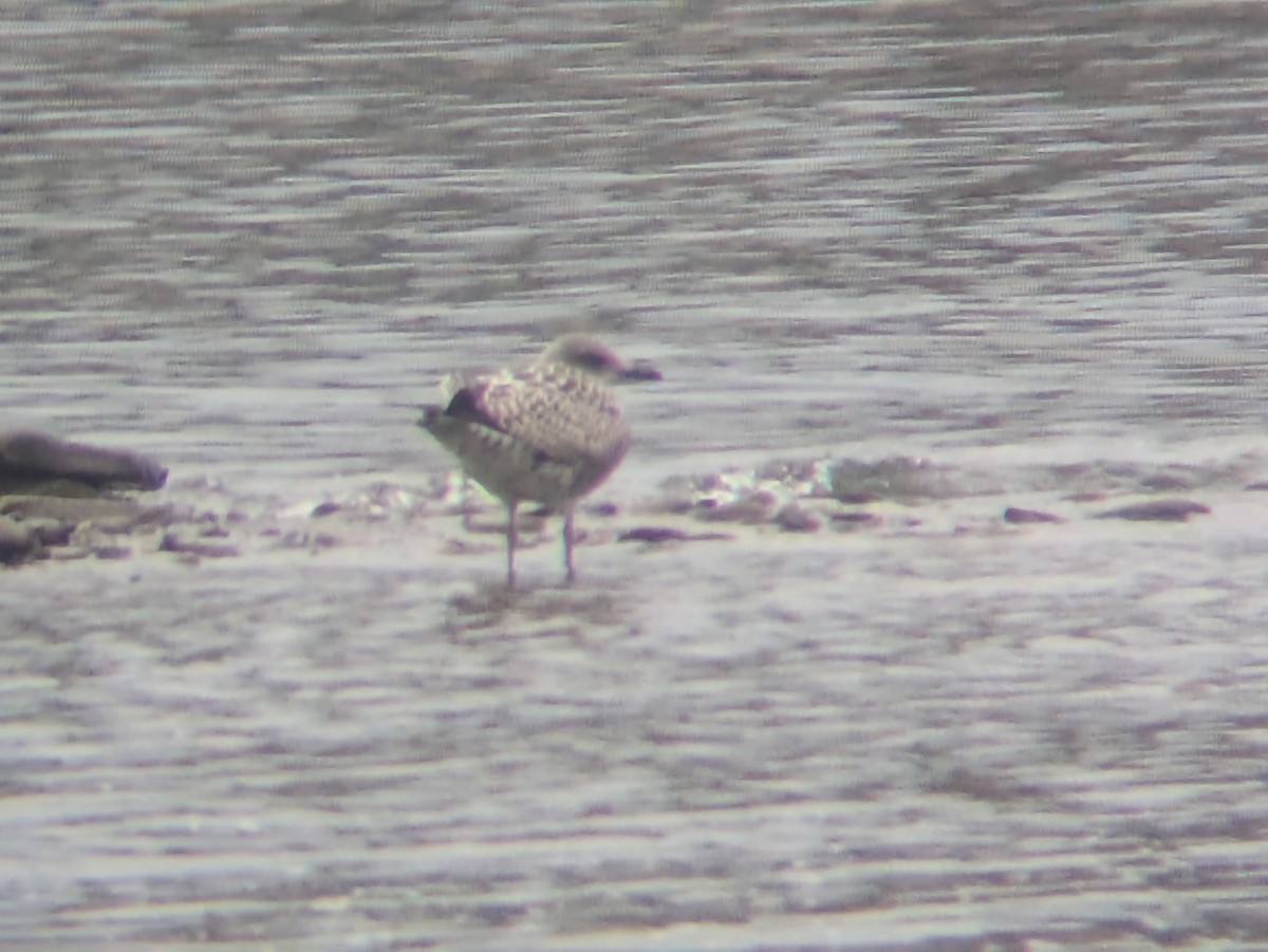 racek americký - ML643154711