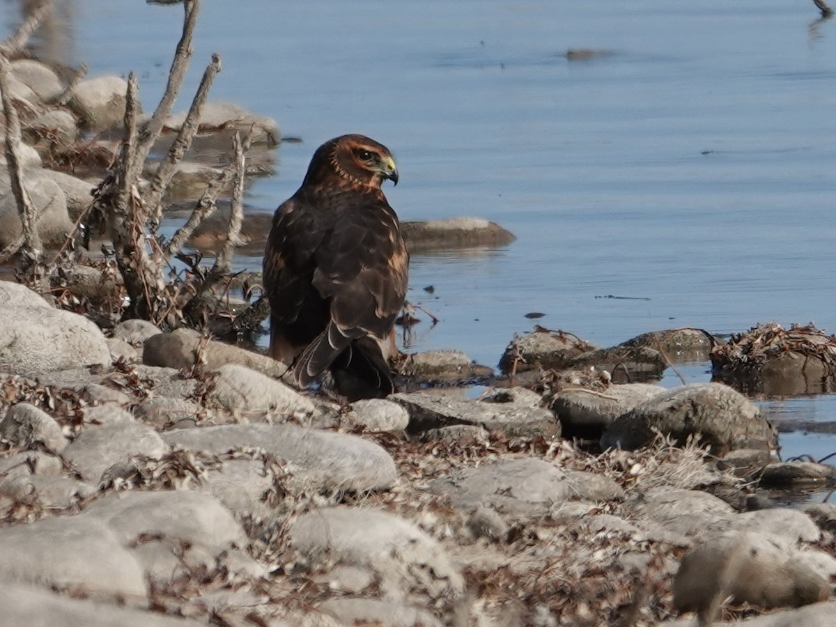 Northern Harrier - ML643154738