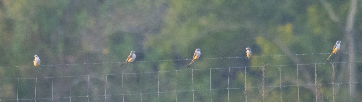 Scissor-tailed Flycatcher - ML643154739