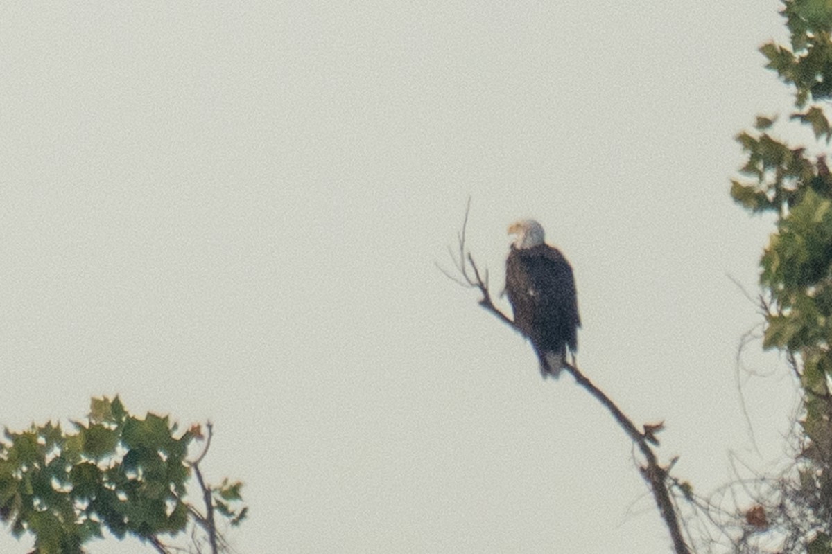 Bald Eagle - ML643154742