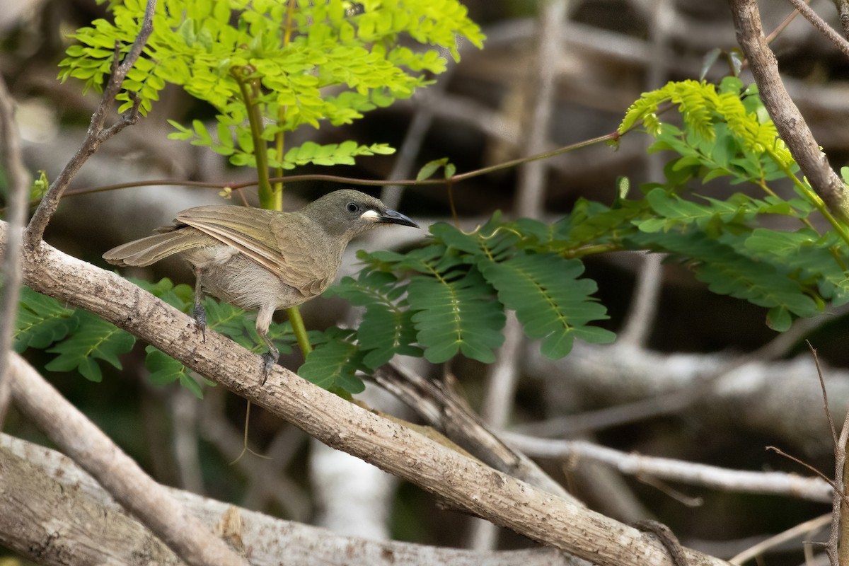 White-gaped Honeyeater - ML643154760