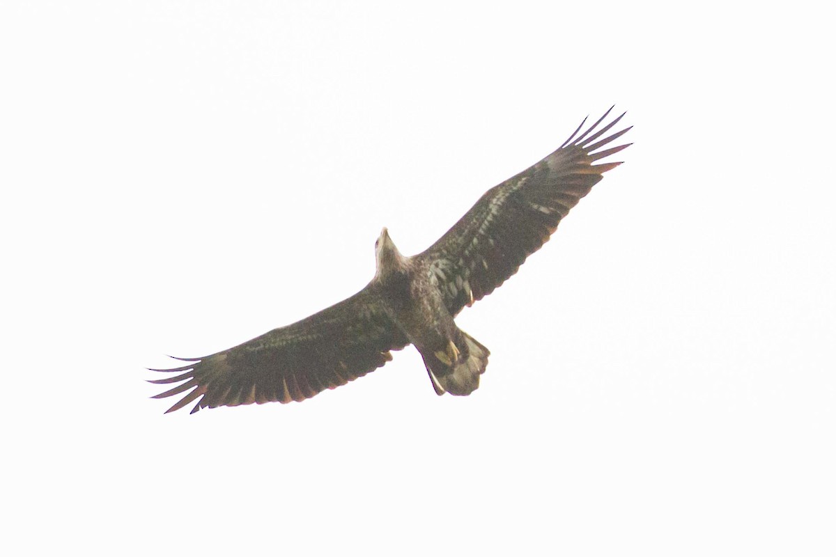 Bald Eagle - ML643154781