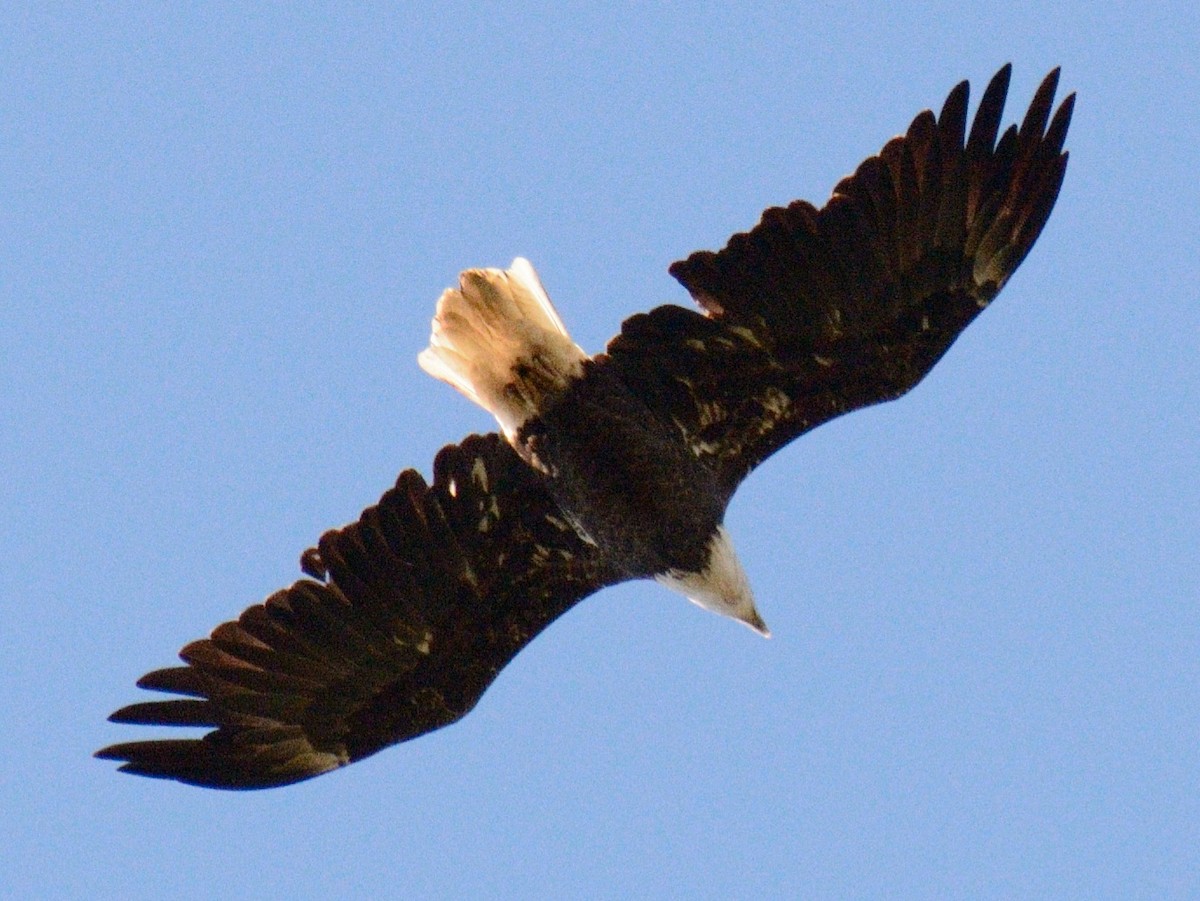 Bald Eagle - ML643154841