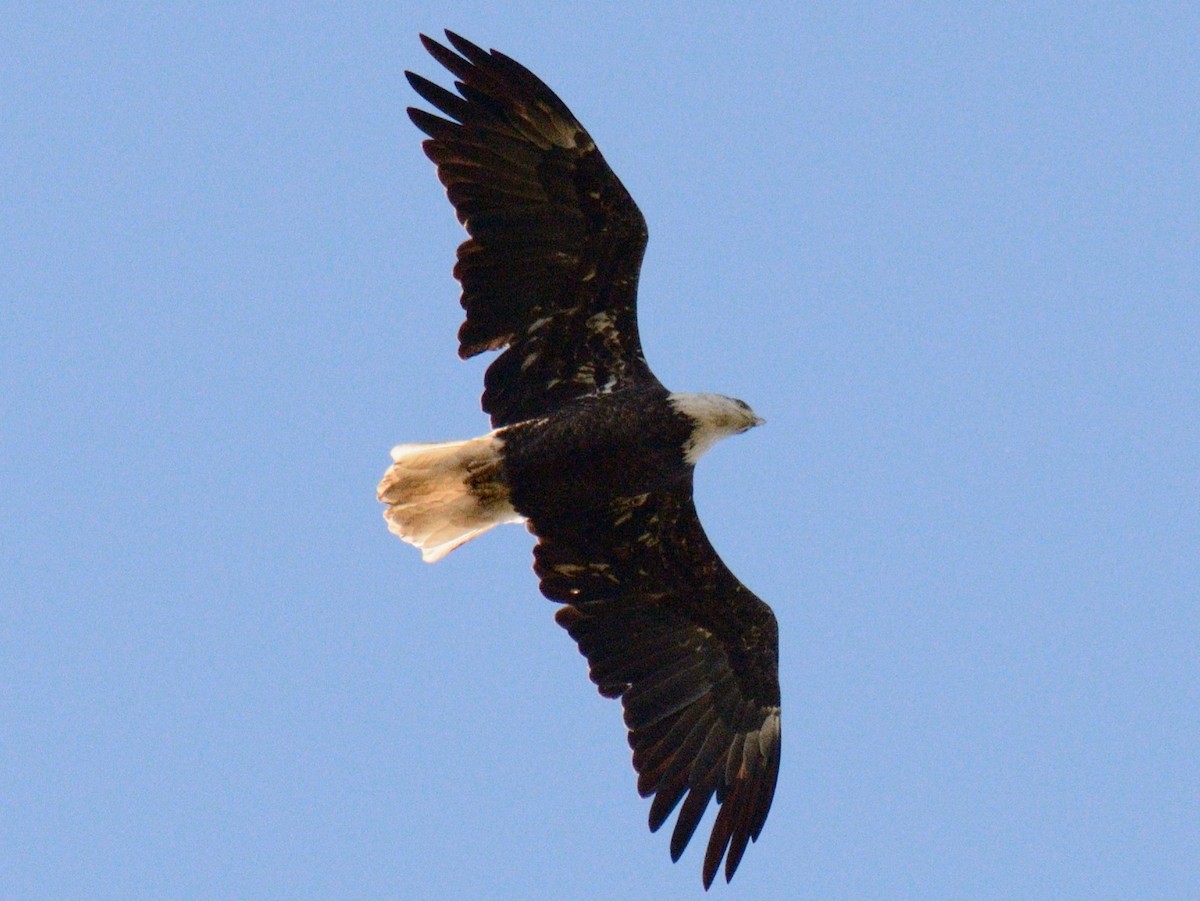 Bald Eagle - ML643154842