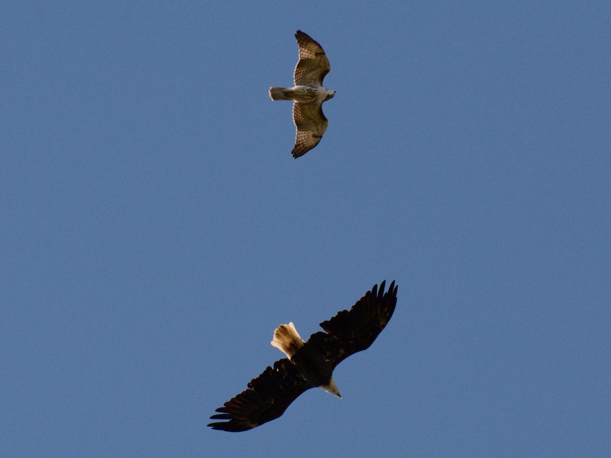 Bald Eagle - ML643154845