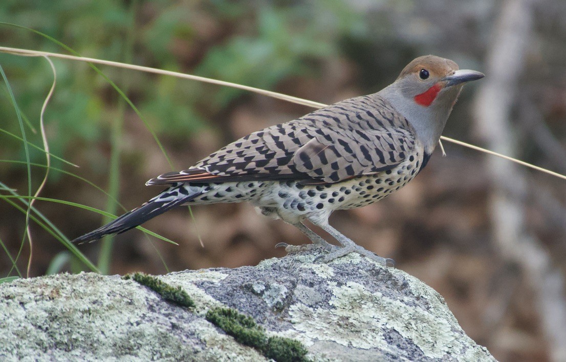 Northern Flicker - ML643154846