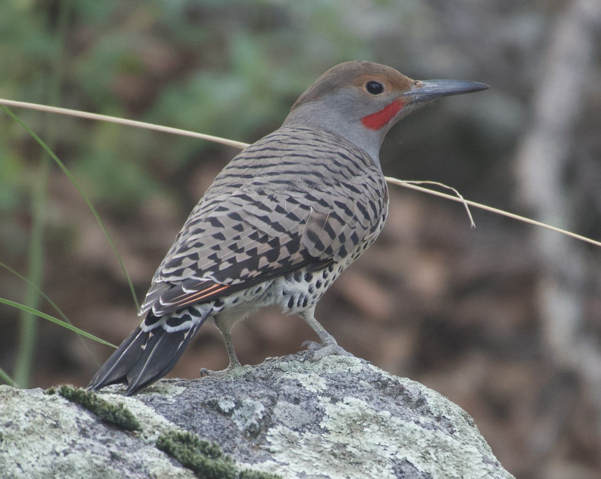 Northern Flicker - ML643154850