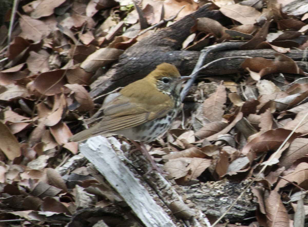 Wood Thrush - ML643154869