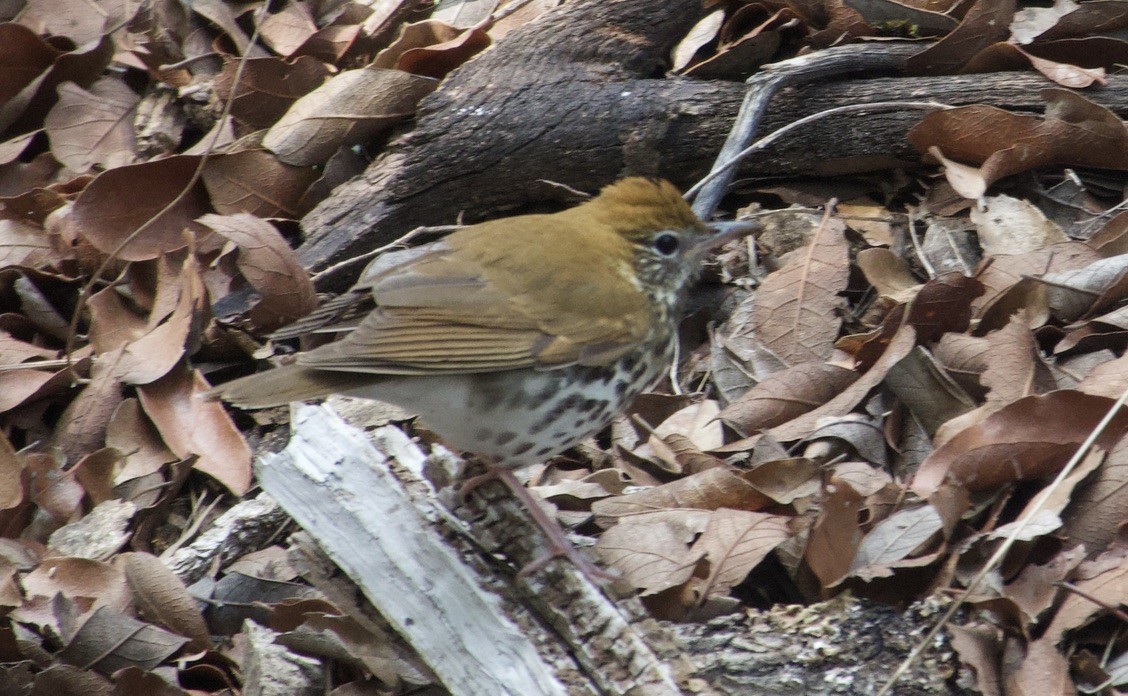 Wood Thrush - ML643154874