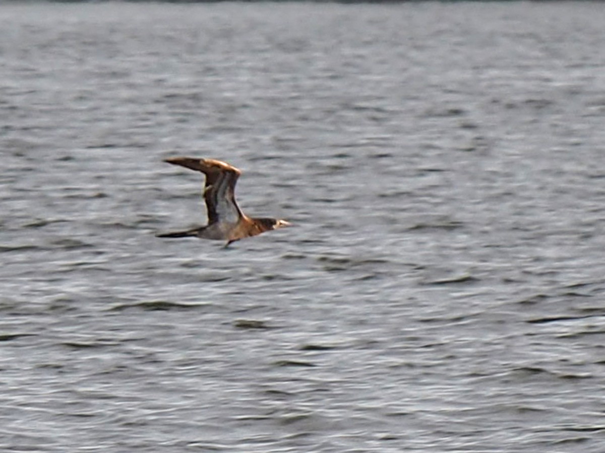 Brown Booby - ML643154876