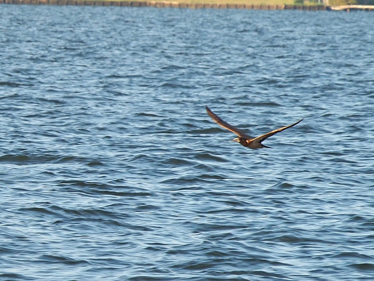 Brown Booby - ML643154878