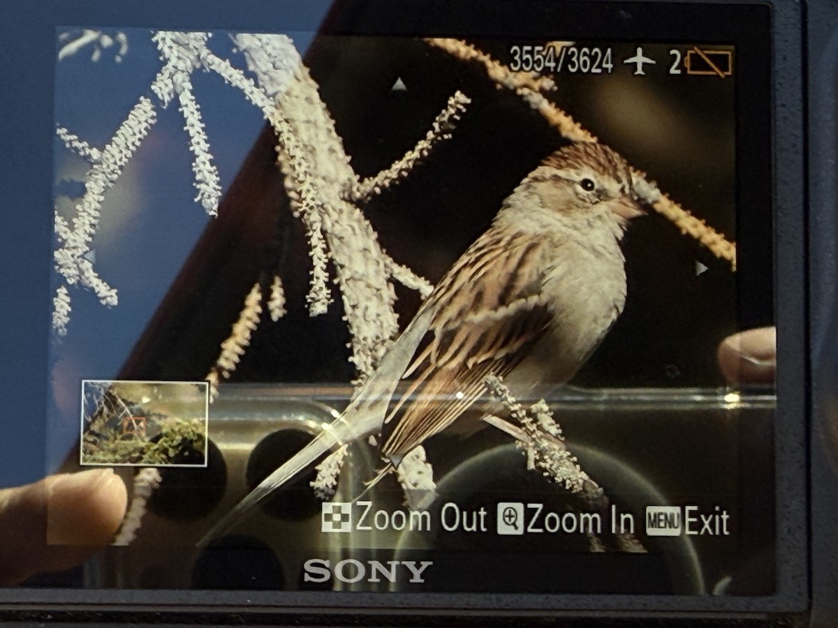 Chipping Sparrow - ML643154890