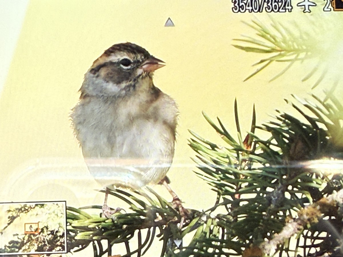 Chipping Sparrow - ML643154891